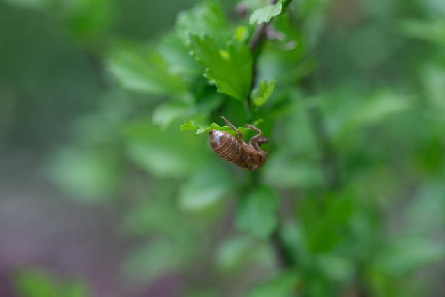 Exoskeleton